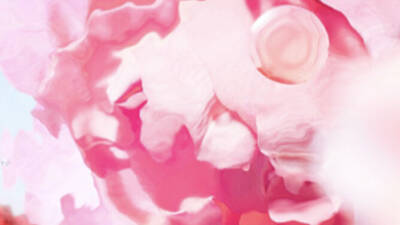 [ingredient visual - cropping on rose flower]
