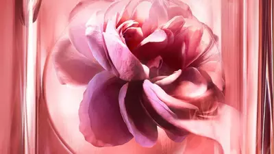 Rose damascena ingredient