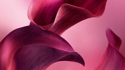 VELVETY VIOLET LEAF ABSOLUTE