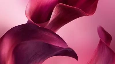 VELVETY VIOLET LEAF ABSOLUTE