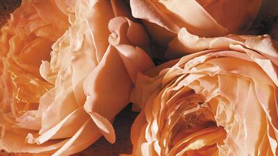 A SENSUOUS CARNAL ROSE
