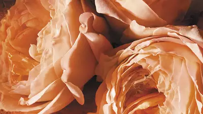 A SENSUOUS CARNAL ROSE