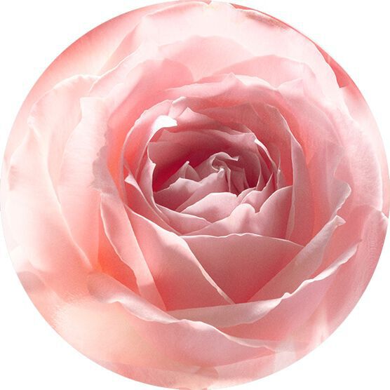 ROSE PETAL ESSENCE