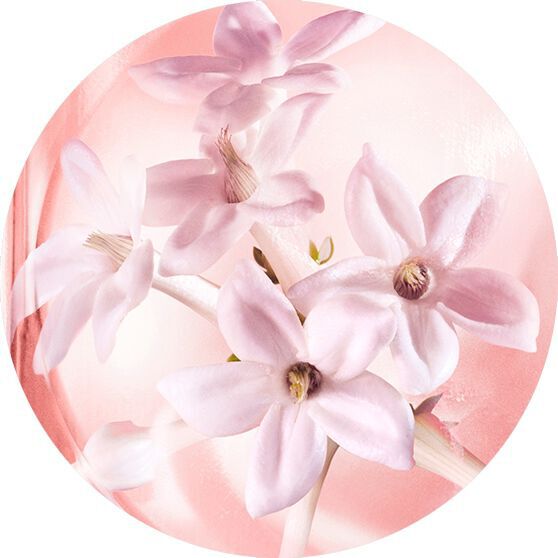 JASMINE ABSOLUTE SUPER INFUSION