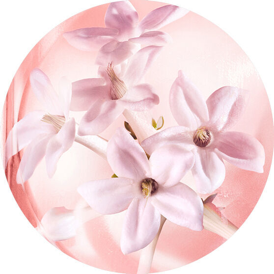 JASMINE ABSOLUTE SUPER INFUSION