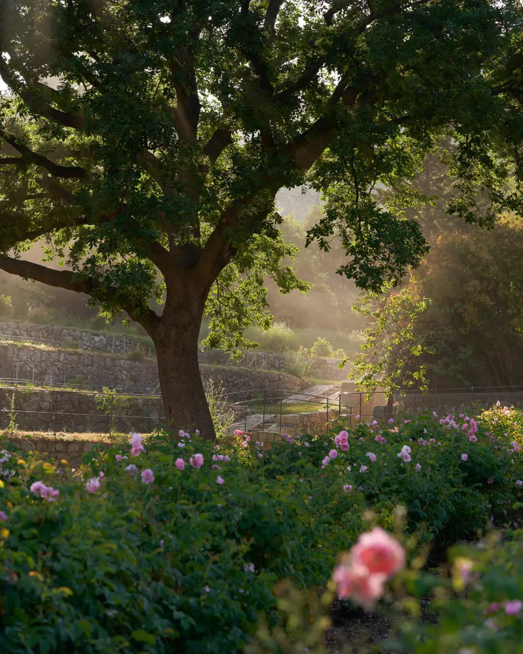 Lancome organic farm