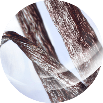 Close-up of glossy, brown vanilla bean pods with a textured surface against a light background.