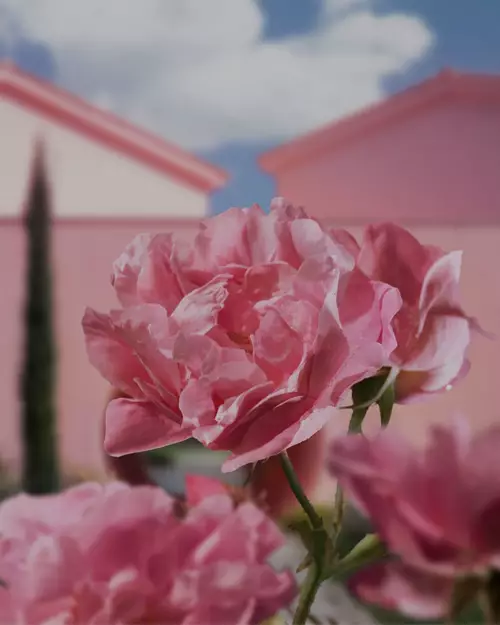 Lancome's Domaine de la Rose