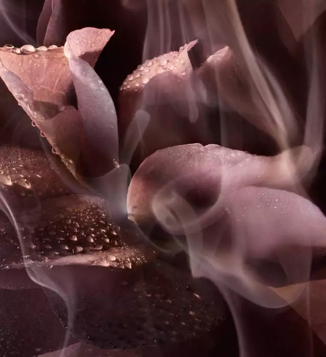 A close-up of delicate flower petals with water droplets, surrounded by soft, ethereal wisps of smoke. The colors are muted and warm, creating a serene and dreamy atmosphere.