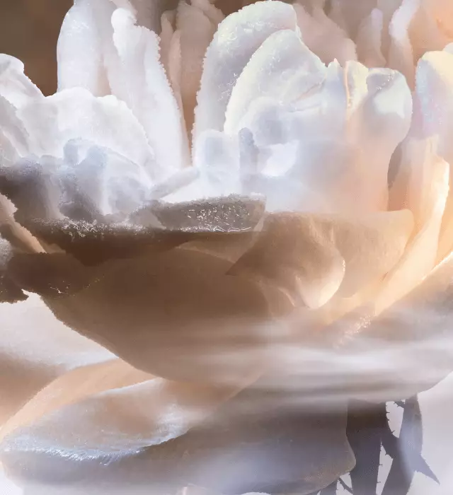 A close-up of a delicate rose with soft white petals, featuring a glistening texture that suggests frost or dew, set against a warm, blurred background.