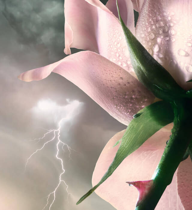 A close-up of a pink flower petal with droplets of water, set against a dramatic sky with lightning.