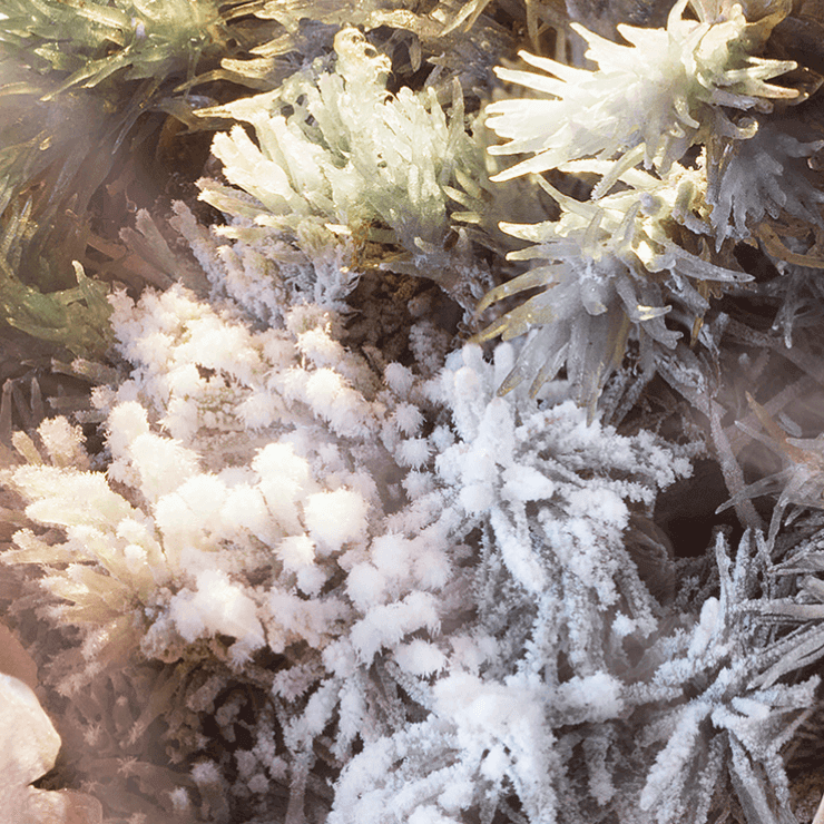 Frost-covered moss and small plants glisten in soft light, creating a delicate winter landscape.