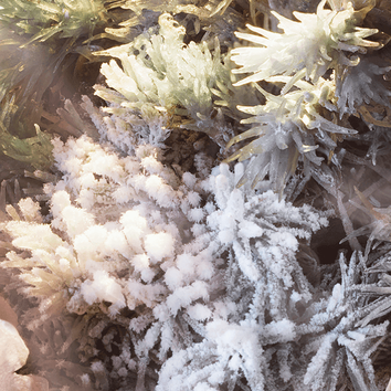 Frost-covered moss and small plants glisten in soft light, creating a delicate winter landscape.