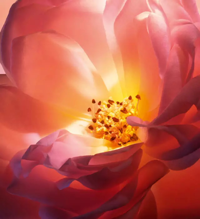 Close-up of a vibrant flower with soft pink petals and a bright yellow center filled with small, dark stamens. The petals have a silky texture and delicate gradient.
